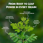 Moringa Leaf Powder | Drumstick Leaf Powder | Natural Multi-Vitamin Moringa Powder Good for Weight Loss, Energy, Hair & Skin- (250 gm)|B0F9H5XFWM